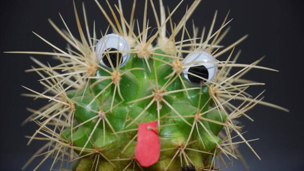 10 МАЯ ВСЕМИРНЫЙ ДЕНЬ КАКТУСА смотреть онлайн