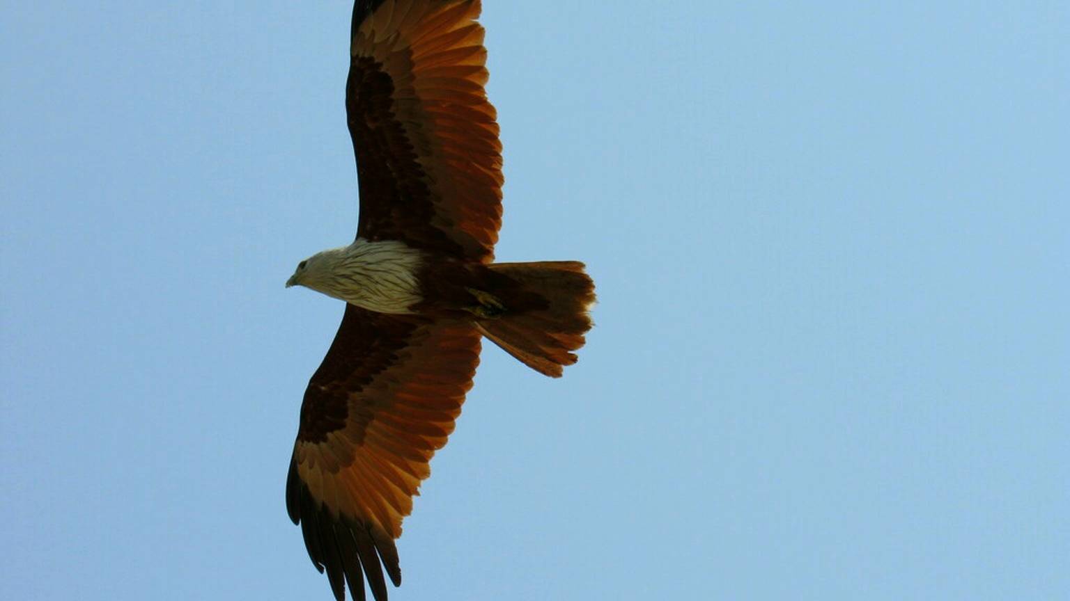 Дикая Индия. Браминский и чёрный коршуны в замедленной съёмке смотреть онлайн