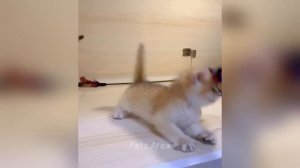 Улетные приколы с животными смех до слез  ЧАСТЬ 2