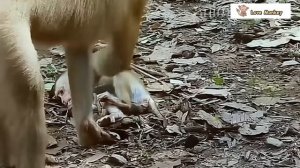 Опасный плен.