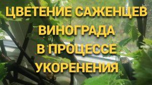 Нужно ли удалять бутоны будущих соцветий на саженцах винограда в процессе укоренения.