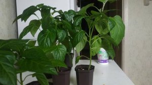 Что делать, если рассада перца перерастает?