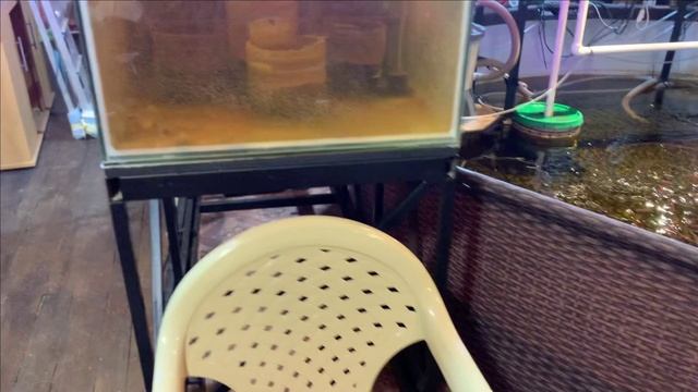 Истинная причина гибели малька стерляди.(а не фантазия зрителей) смотреть онлайн