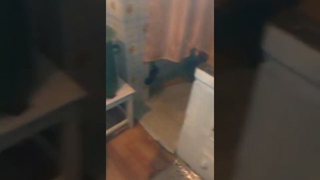 Приколы над спящим смотреть онлайн