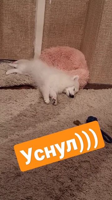 Уснул))) #японскийшпиц #шпиц #собака #dog #animal