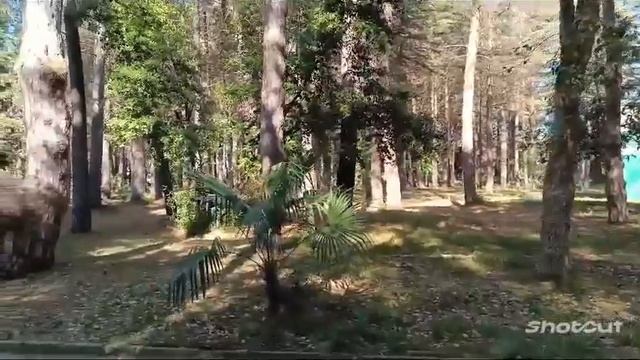 АБХАЗИЯ . ЦАНДРЫПШ. ДОМ ОТДЫХА ,,ПСОУ". ТЕРРИТОРИЯ