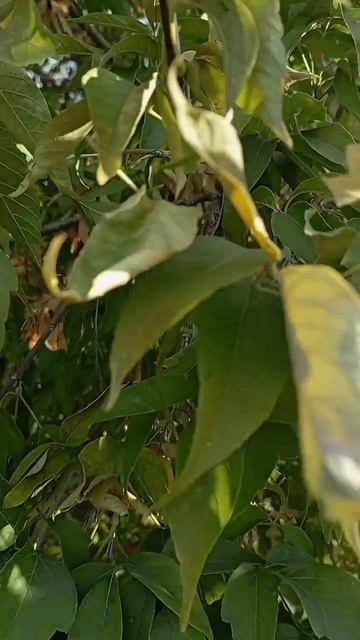 1007094306.mp4 смотреть онлайн