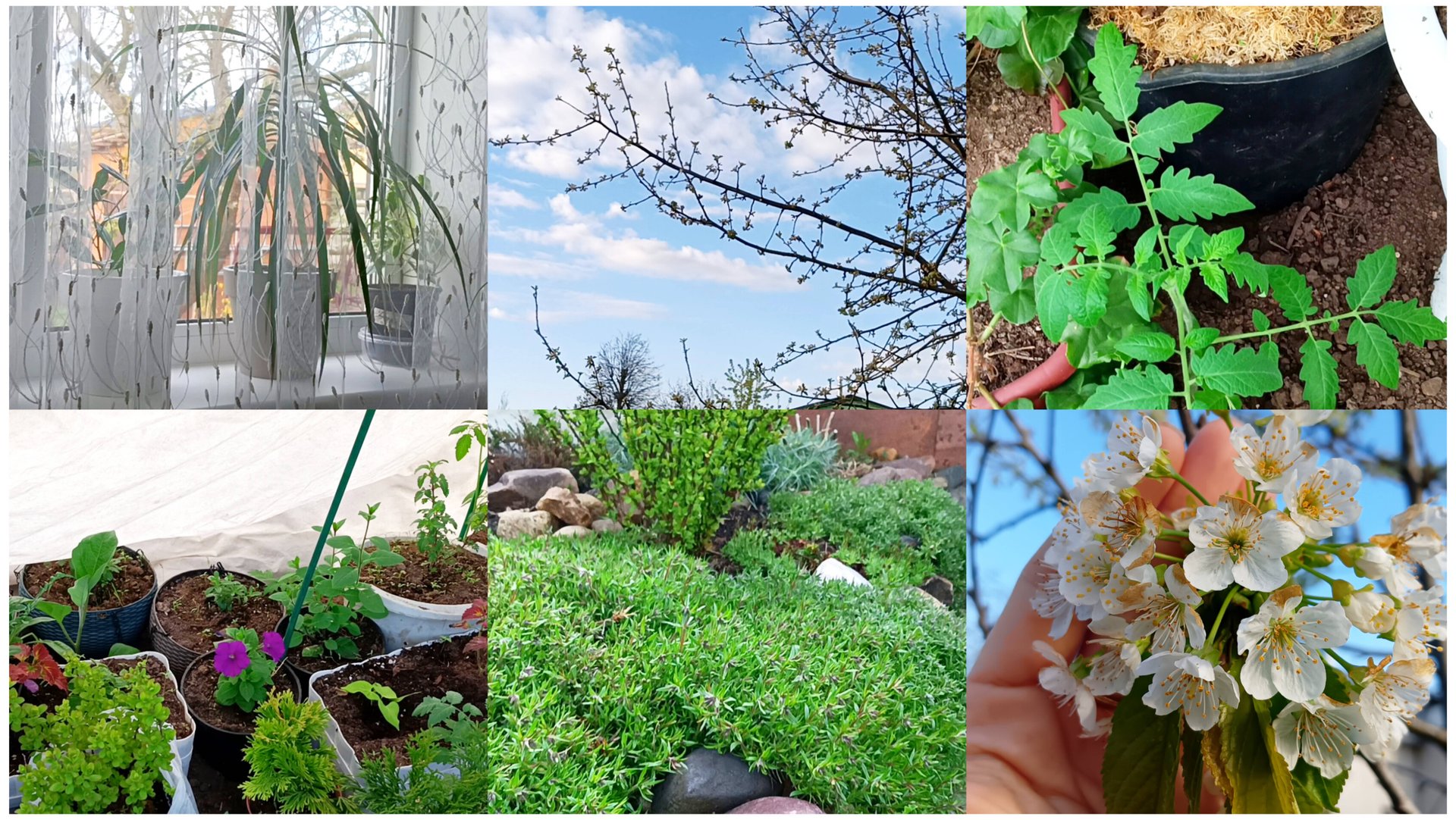 Я всё-таки сделала это! Томаты, перцы и баклажаны первая ночь в теплице. Строю планы на новый сезон смотреть онлайн