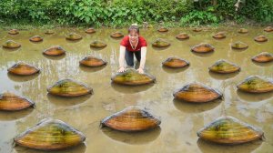 Работящая Ли Тиу Тоан, из Вьетнама. Улов мидий в грязном пруду, продаже на сельском рынке.