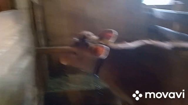 ВЕТНАДЗОР. Снежок.Трава 02.07.24 #shortvideo #животные #subscribe #shortsvideo #козы #корова