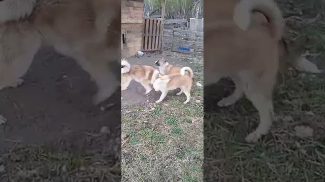 собаки смотреть онлайн