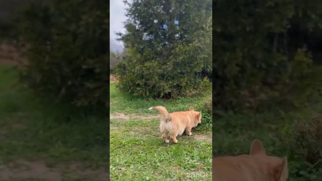 Девочки Вельш Корги Пемброк