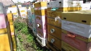 май на пасеке, первые работы с пчелами в мае , про корма и про роение , 4.05.2025