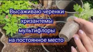 Хризантема мультифлора. Высаживаю черенки