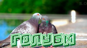 Невероятно красивая песня Сергей Одинцов - Голуби