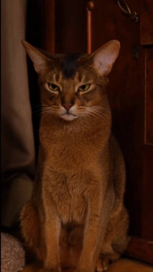 ТОП распаковка для питомцев🐱🐶