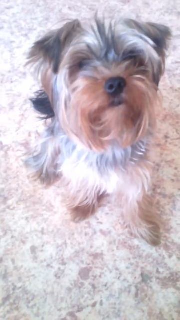 Собака видет ДОМОВОГО 🐕🐕🌚🌚 смотреть онлайн