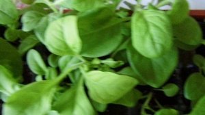 Сделала вторую прищипку петунии для пышного и красивого цветения. Первую прищипку делала 20 апреля.