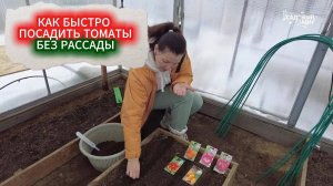ПОСЕВ ТОМАТОВ В МАЕ ЭКСПРЕСС МЕТОДОМ  - РАССАДА НЕ НУЖНА!
