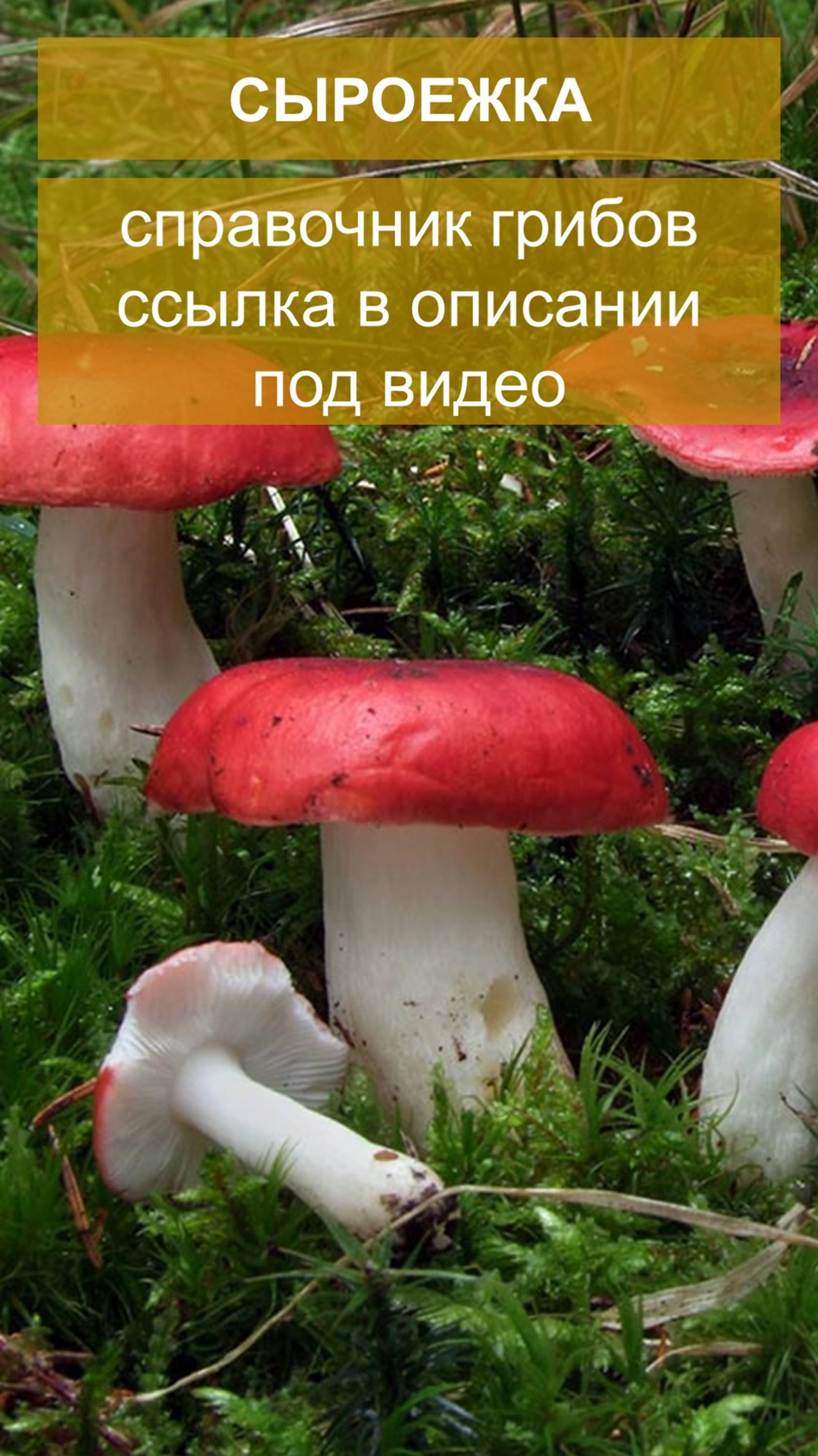 Сыроежка - справочник грибов смотреть онлайн