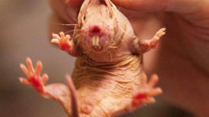 Нестареющие животные: голый землекоп