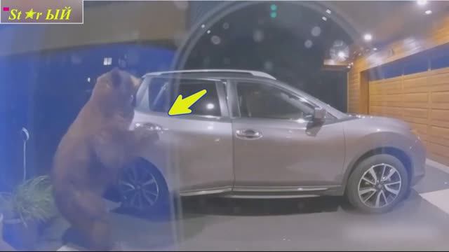 Зверюшки воришки. Забавное видео про четвероногих воришек.