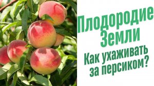 Как ухаживать за персиком?