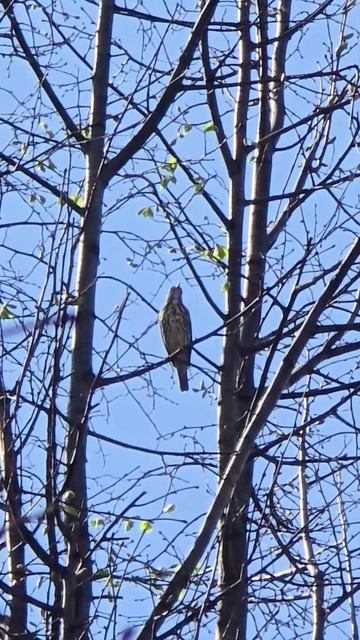 Песня певчего дрозда