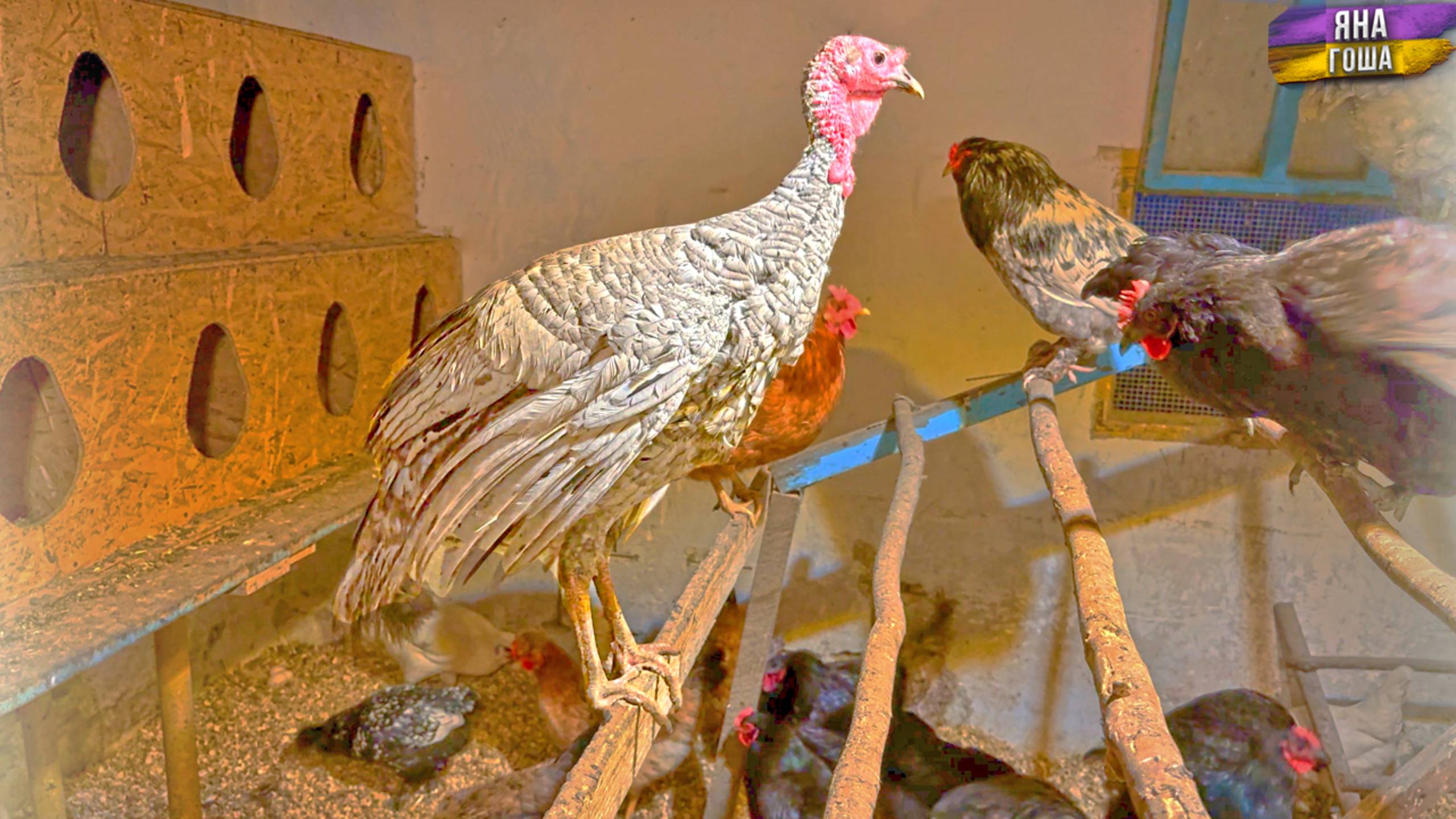 Редкая птица! Мы купили аспидного индюка! Ездили за ним в Бахчисарай за 200 км! смотреть онлайн