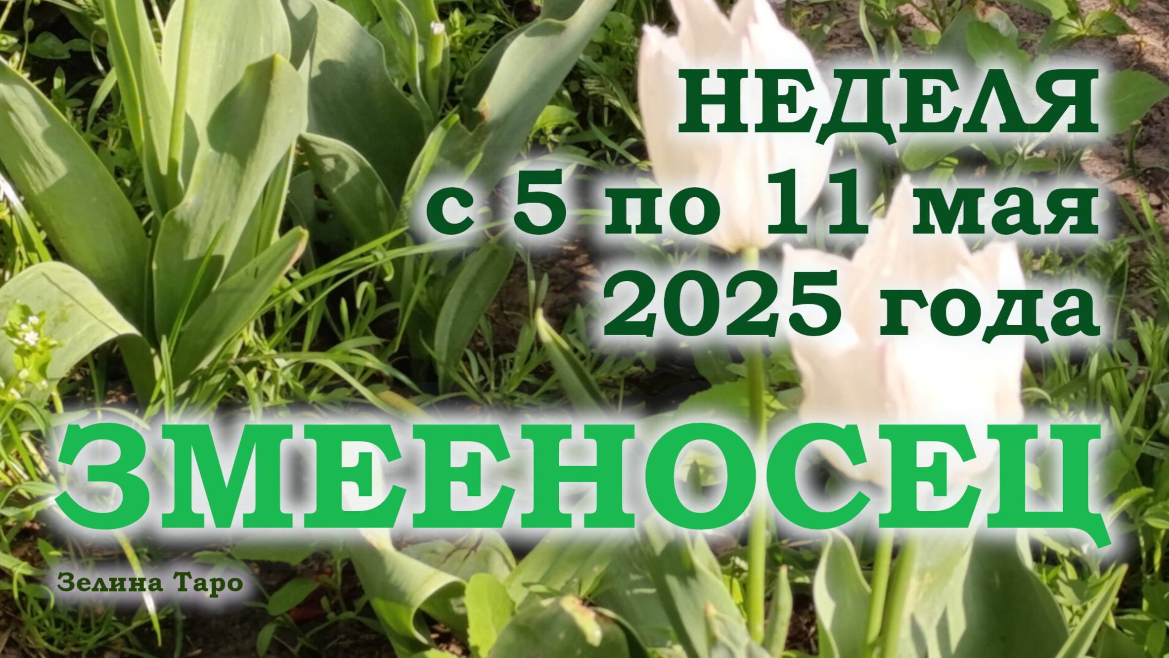 ЗМЕЕНОСЕЦ | ТАРО прогноз на неделю с 5 по 11 мая 2025 года