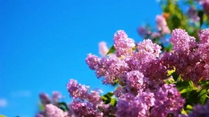 Пришли ко гробу жены в день воскресный -  Olga Tymoshchuk, Svetlana Fedotova,  Eduard Pomazniuk и Ev