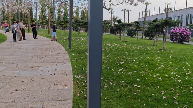 весеннее цветение в парке Галицкого Краснодар смотреть онлайн