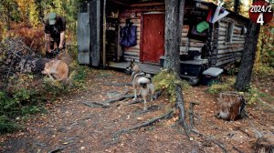 Обычные будни семьи живущей в тайге Приполярного Урала. Заготовка дров. Банный день. Гости. 4с