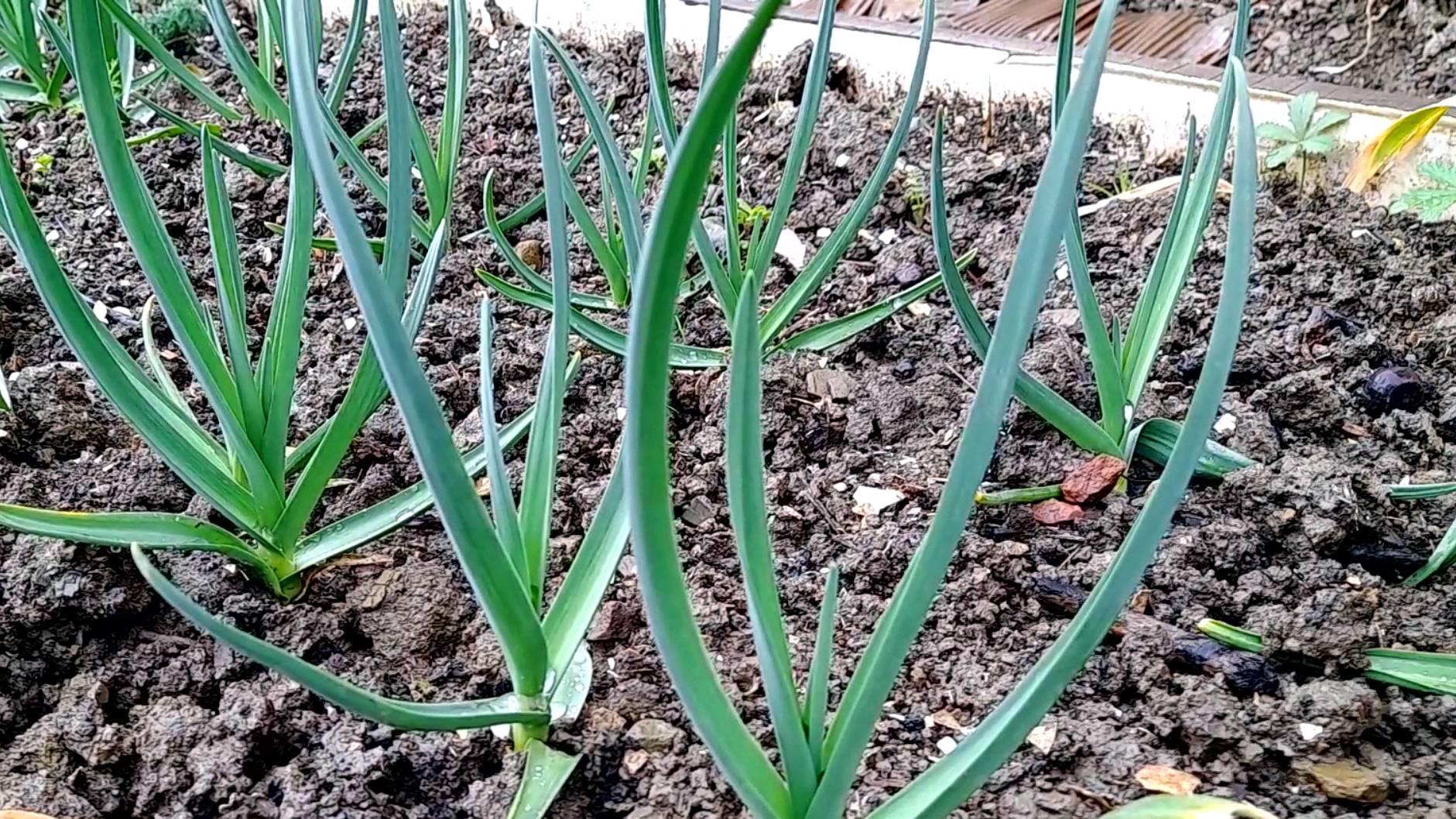 Чем подкормить ЧЕСНОК В МАЕ? Как вырастить крупный озимый чеснок смотреть онлайн