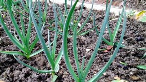 Чем подкормить ЧЕСНОК В МАЕ? Как вырастить крупный озимый чеснок