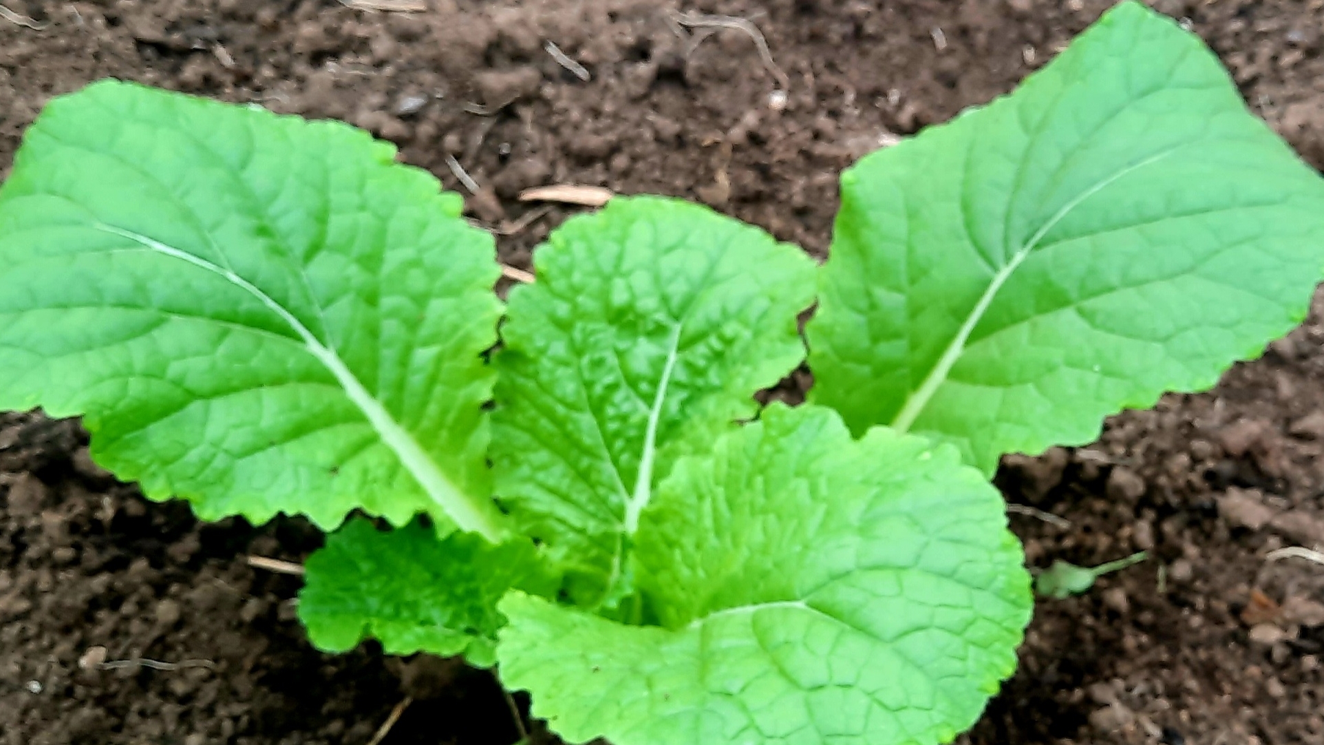 Выращивание пекинской капусты!! Высадка пекинки в теплицу!! смотреть онлайн