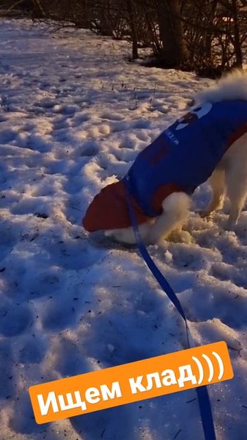 ищем клад))) #японскийшпиц #шпиц #собака #dog #мойпес