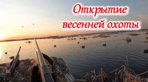 Открытие весенней охоты Тест манков Hunterhelp
