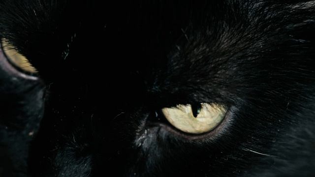 Mixkit-black-cat-with-yellow-eyes-1539-hd-ready