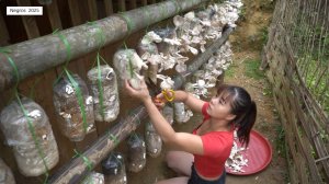 Дорис 19. Дорис собирает грибы возле дома, пакует их на продажу. Поливает огород и кормит свиней