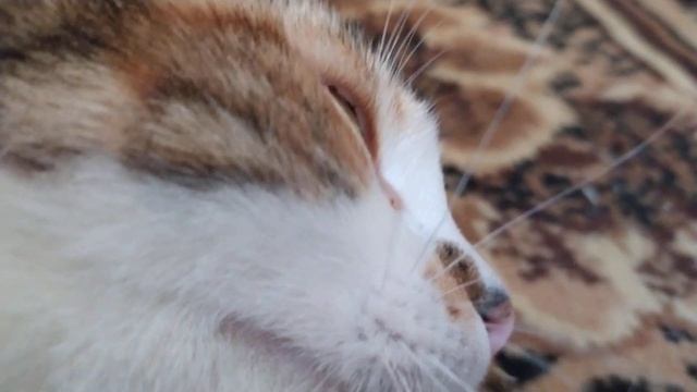 YOU WILL LAUGH SO HARD CUTIES CATS МИЛЫЕ СМЕШНЫЕ КОТИКИ :) ПОДПИСКА