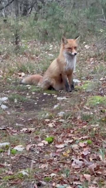 Лиса смотреть онлайн