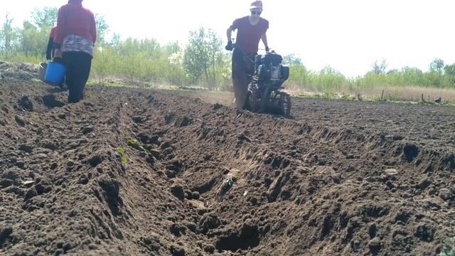 Рядковая посадка картофеля мотоблоком. смотреть онлайн