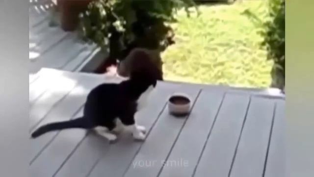 ПРИКОЛЫ С КОШКАМИ Смешные и прикольные коты и кошки,подборка видео 2017 смотреть онлайн