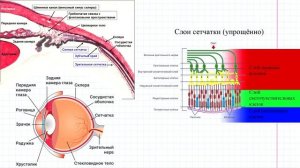 75 Зрительный анализатор