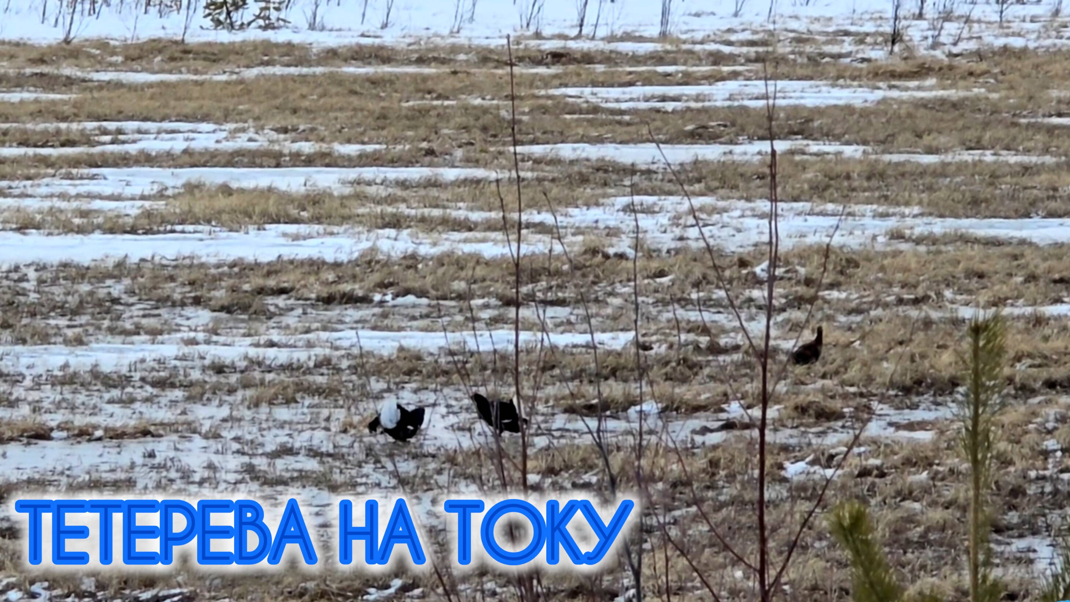 ТЕТЕРЕВА НА ТОКУ смотреть онлайн
