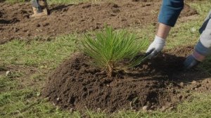 Как посадить сосну из леса осенью выращивание и уход, размножение - Деревья