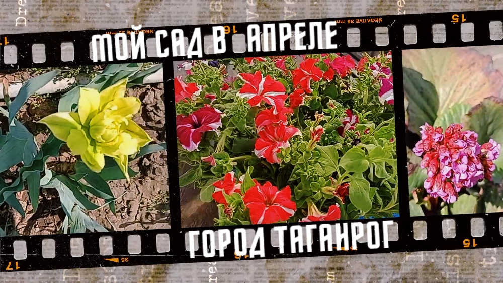 Мой сад в апреле, город Таганрог, 2024 г. смотреть онлайн