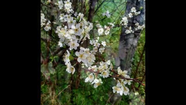 Прекрасная цветущая весна.mp4 смотреть онлайн