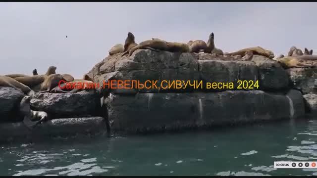СИВУЧИ НЕВЕЛЬСКА.САХАЛИН весна 2024 смотреть онлайн